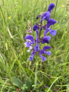 Wiesensalbei bei Iversheim