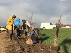 Heckenpflanzung in Swisttal-Morenhoven