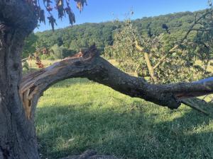 Der umgestürzte Obstbaum mit dem Nistkasten