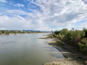 Auf dem Rhein bei Bonn kann man im Winter Schwarzhalstaucher und Schllenten sehen - und im Durchzug öfter mal einen Fischadler