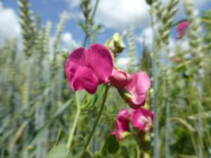 Nicht nur schön, sondern auch essbar: Die Knollen-Platterbse (Lathyrus tuberosus), ein selten gewordenes Ackerwildkraut.