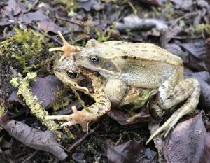 Grasfroschpaar bei der Wanderung zum Laichgewässer