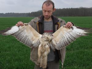 Abgeschossener Mäusebussard (Düren)