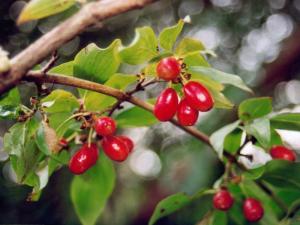 Die Kornelkirsche ist einer der frühen Blüher im Jahr und damit wichtig als Nahrungsquelle für viele Insekten