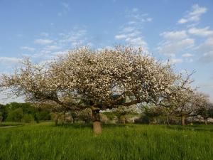 Streuobstwiese