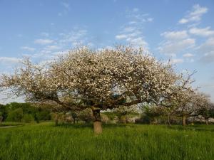 Streuobstwiese