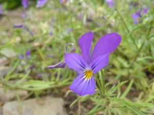 Seltenes Ackerwildkraut: Das Wilde Stiefmütterchen (Viola tricolor)