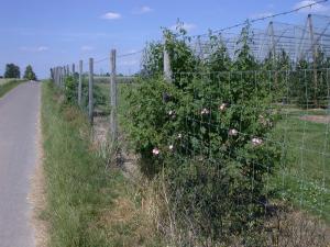Im Rahmen des Pro Planet-Projektes gepflanzte Einzelrose am Rande einer Apfelplantage