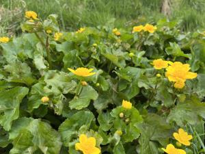 Sumpfdotterblumen (Caltha palustris) am Stiefelsbach