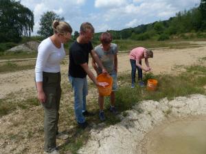 Aussetzen von Gelbbauchunken-Larven im Naturschutzgebiet Dünstekoven/Swisttal