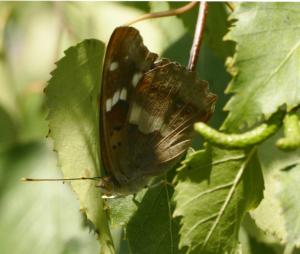 Kleiner Schillerfalter (Apatura ilia)