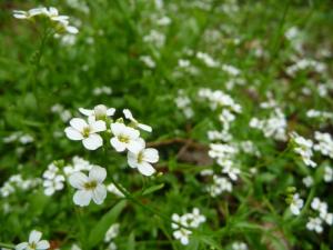 Die Hallersche Schaumkresse wächst bei uns in der Region nur auf bleibelasteten Böden 