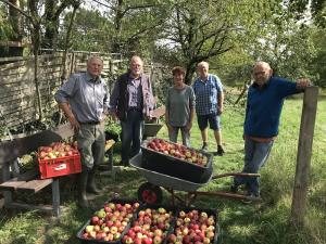 Apfelernte auf der Steuobstwiese in Alfter-Oedekoven