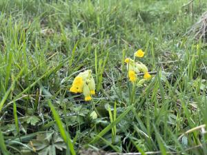 Echte Schlüsselblume (Primula veris) am Stiefelsbach in Rheinbach-Krahforst.