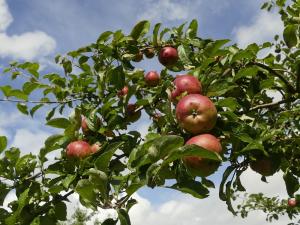 Äpfel auf der NABU-Streuobstwiese Krahforst (Rheinbach)