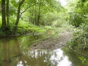 Der Schnellchesbach bei Wormersdorf ist noch weitgehend naturnah