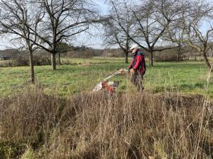 Mit der Mahd der Obstwiese wurde das überständige Gras entfernt. Die jungen Stauden haben es jetzt im Frühjahr einfacher, sich zu entwickeln.