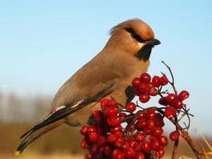 Auch seltene Wintergäste - wie die Seidenschwänze - erfreuen sich an den Beeren der Sträucher