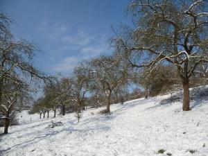 NABU-Streubstwiese in Oberbachem/Wachtberg