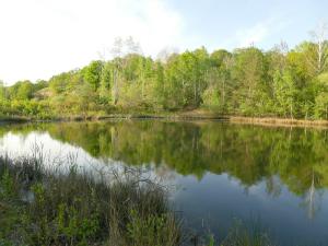 See im Naturschutzgebiet Dünstekoven/Swisttal