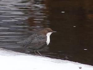 Wasseramsel