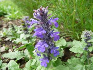 Der Heidegünsel (Ajuga genevensis) kommt im Rhein-Sieg-Kreis heute nur noch an wenigen Standorten vor.