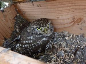 Steinkauz-Altvogel in einem Nistkasten des NABU Bonn