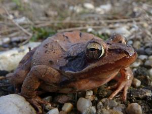 Springfrosch