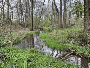 Feuchtgebiet am Schnellchesbach bei Merzbach.