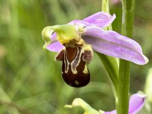 Die Blüte der Bienenragwurz täuscht die Form und Gestalt einer Biene vor.