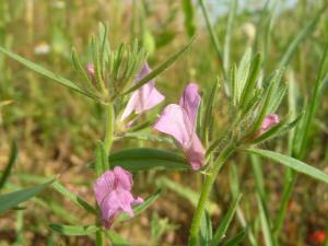 Vom Aussterben bedroht: Das Acker-Löwenmäulchen (Misopates orontium)