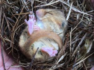 Haselmaus - eine von drei in der Region vorkommenden Bilcharten