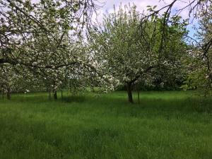 NABU-Streuobstwiese in Swisttal-Ollheim