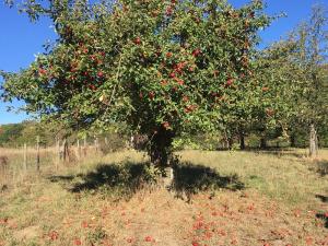 Vom NABU betreute Streuobstwiese am Dorfrand von Alfter-Oedekoven