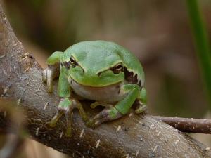 Laubfrosch