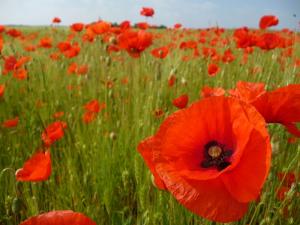 Der Klatschmohn (Papaver rhoeas) ist so etwas wie die 