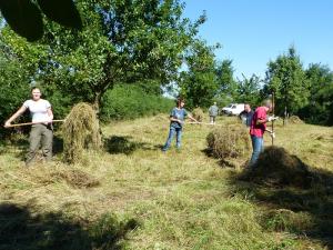 Sommerliche Mäharbeit auf der NABU-Streuobstwiese in Swisttal-Ollheim