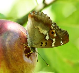 Kleiner Schillerfalter (Apatura ilia)