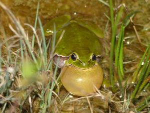 Rufender Laubfrosch