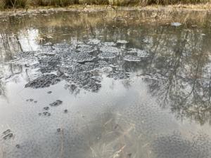 Auch die erweiterten Dünstekovener Teich sind bereits beliebte Laichgewässer für Gras- und Springfrosch.