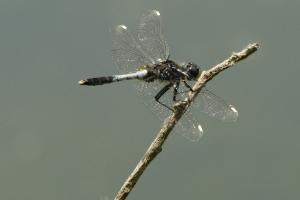 Zierliche Moosjungfer (Leucorrhinia caudalis)