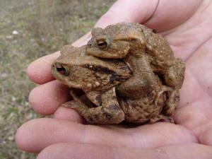 Gerettet: Erdkrötenpärchen an einem NABU-Amphibienzaun