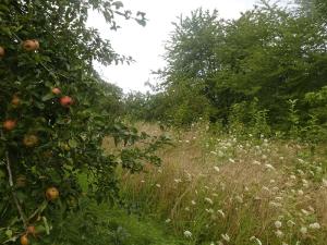 Streuobstwiese Alfter-Oedekoven