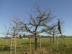 Baumschnitt auf einer Streuobstwiese