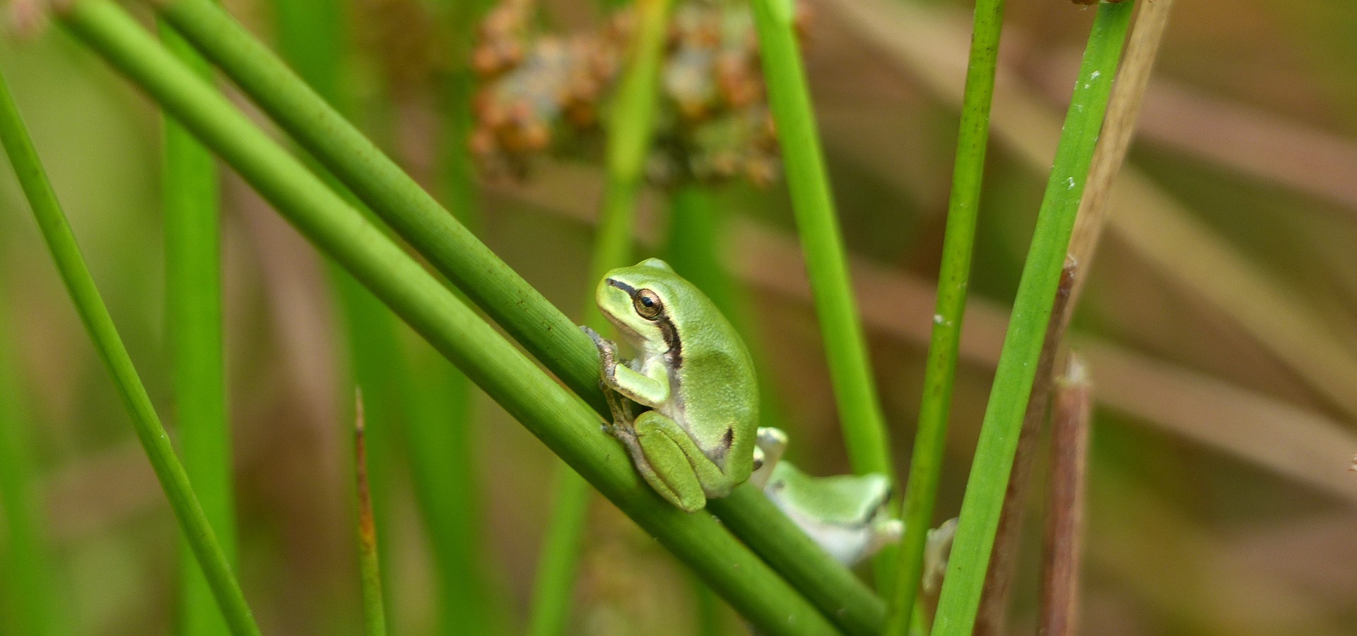 Laubfrosch