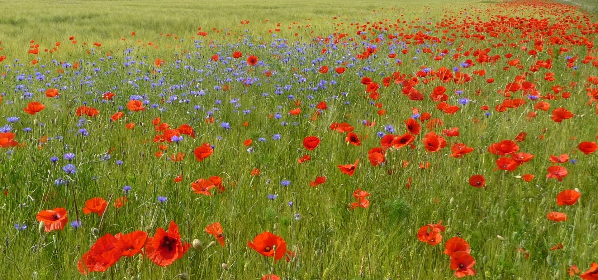 Wildkrautacker mit Kornblumen und Klatschmohn