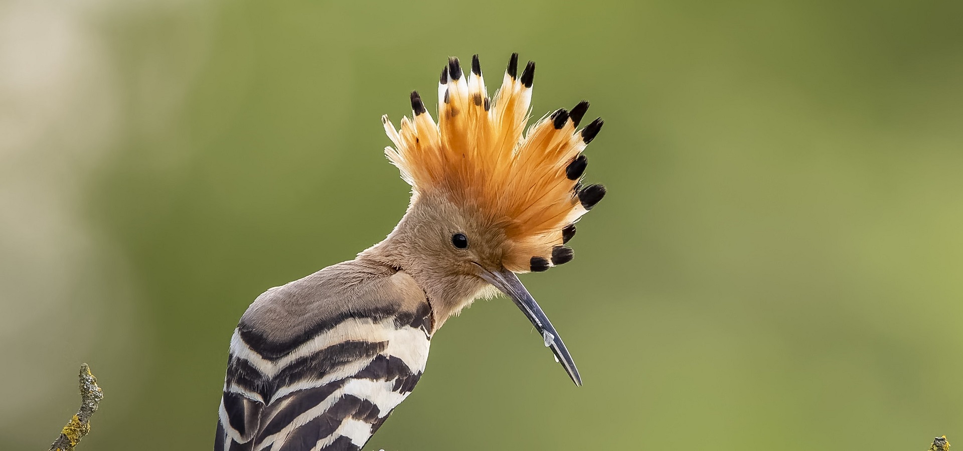 Der Wiedehopf - Vogel des Jahres 2022