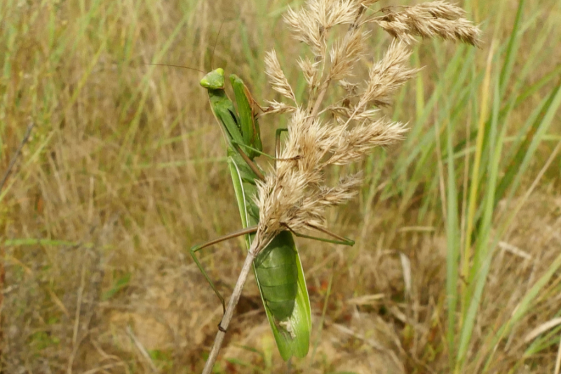 Weibliche Gottesanbeterin (Mantis religiosa) kurz nach der Eiablage