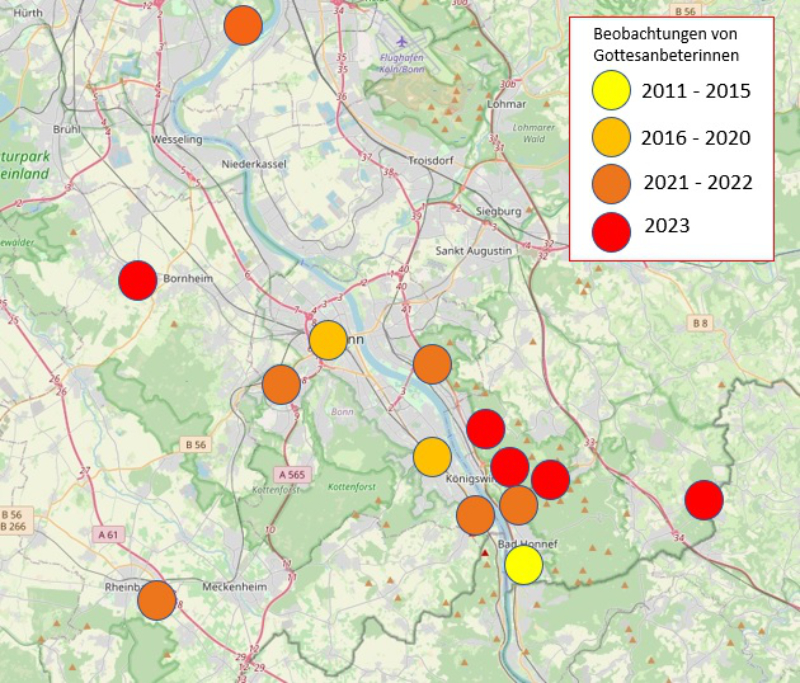 Beobachtungen der Gottesanbeterin zwischen Rhein und Eifel in den Jahren 2011 bis 2023