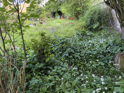 Dichte Bepflanzung mit Bärlauch sowie Frühblüher im Hintergrund